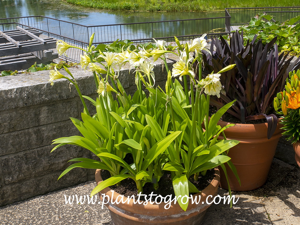Sulfur Lily (Hymenocallis)